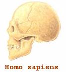 craneo homo sapiens.jpg (17204 bytes)